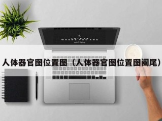 人体器官图位置图（人体器官图位置图阑尾）