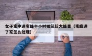 女子家中进蜜蜂半小时被筑超大蜂巢（蜜蜂进了家怎么处理）