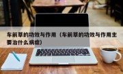 车前草的功效与作用（车前草的功效与作用主要治什么病症）