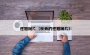 连翘图片（秋天的连翘图片）