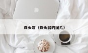白头翁（白头翁的图片）